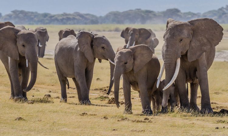 Amboseli National Park animals