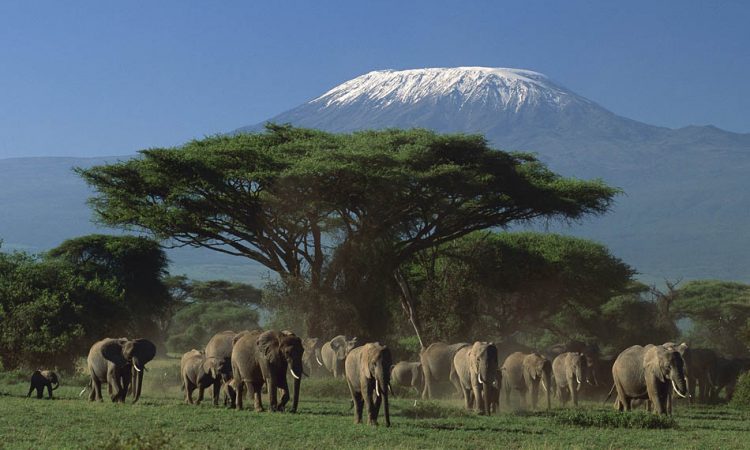 Amboseli National park safari