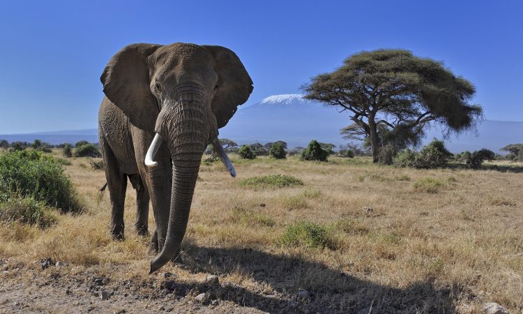 Amboseli National Park attractions