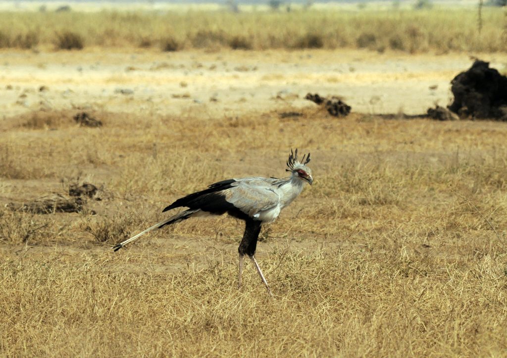 Amboseli National Park birds