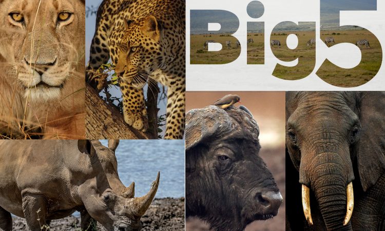 Big 5 in Amboseli National Park