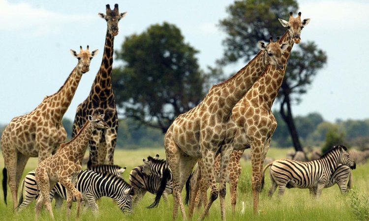 9 Top Attractions in Maasai Mara National Reserve