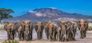 Amboseli National Park Elephants