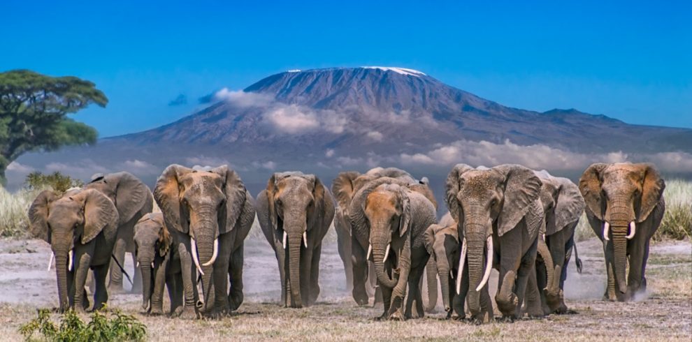 Amboseli National Park Elephants - Amboseli National Park