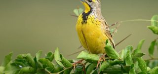 Birding in Nairobi National Park