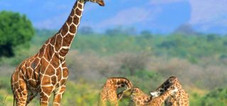How to get to Meru National Park Kenya