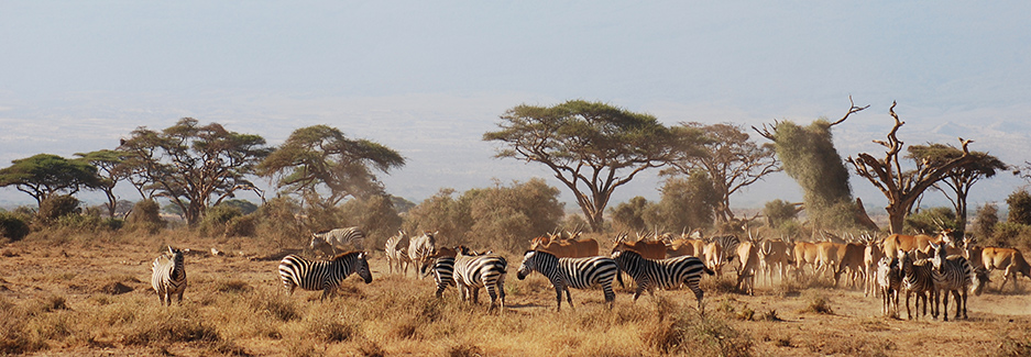 Amboseli Wildlife