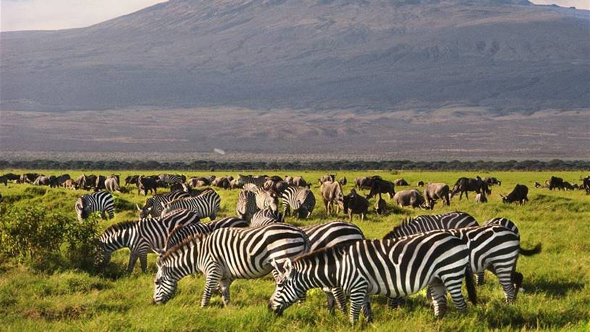 1 Day Amboseli National Park Tour