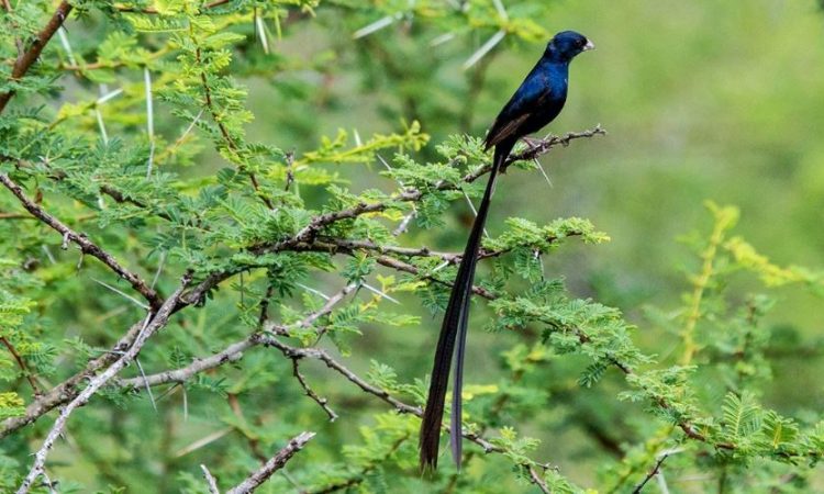 Bird list of Chyulu Hills National Park