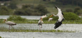 Birds of Lake Naivasha national park 