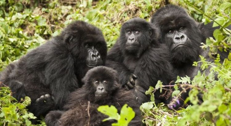 Gorilla Families in Volcanoes National Park