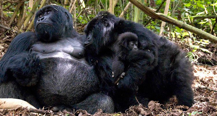 Gorilla Families in Volcanoes National Park