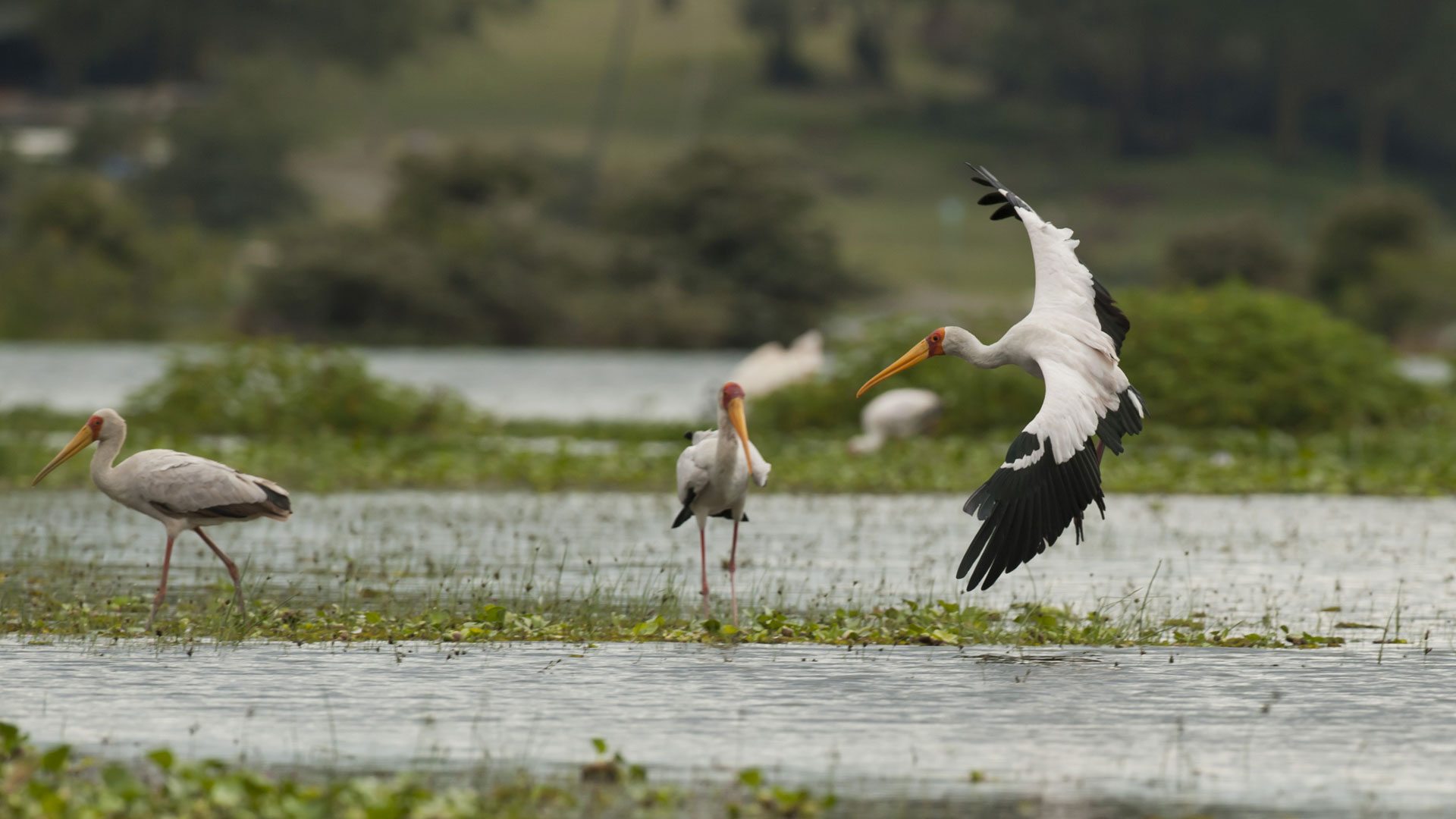 Birds of Lake Naivasha national park 
