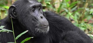 5 Days Uganda Gorilla & chimpanzee Trekking safari