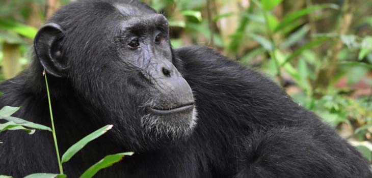5 Days Uganda Gorilla & chimpanzee Trekking safari