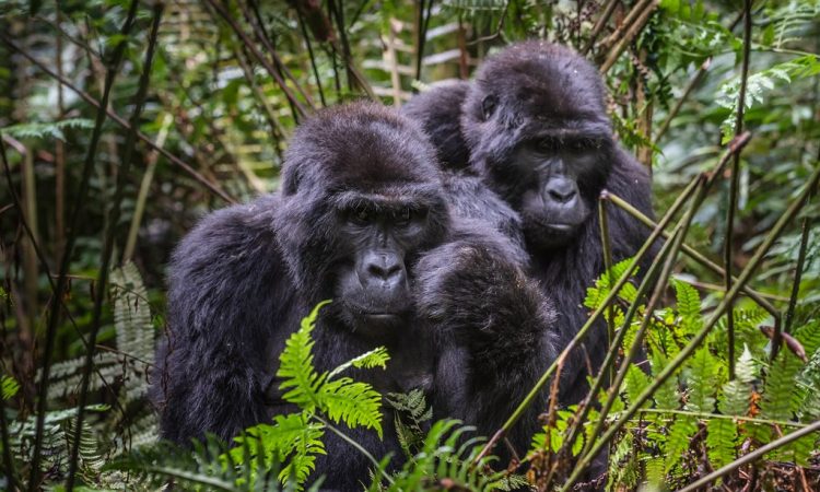 Mountain Gorilla Families in Bwindi Impenetrable National Park