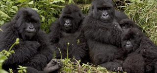 Mountain Gorilla Families in Volcanoes National Park