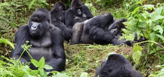Gorilla Families in volcanoes national park 