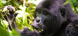 2 Days Rwanda Gorilla Trekking Safari 