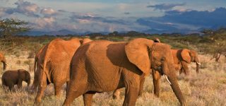Wildlife Safaris Kenya