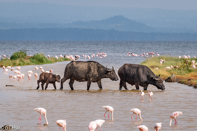 Attractions in Lake Nakuru National Park