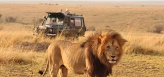 6 Days Kenya Masai Mara and Amboseli Wildlife Safari