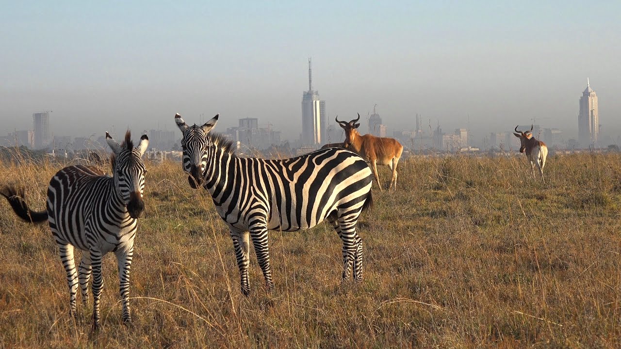 5 Days/4 nights Nairobi tour & Amboseli National Park wildlife Safari
