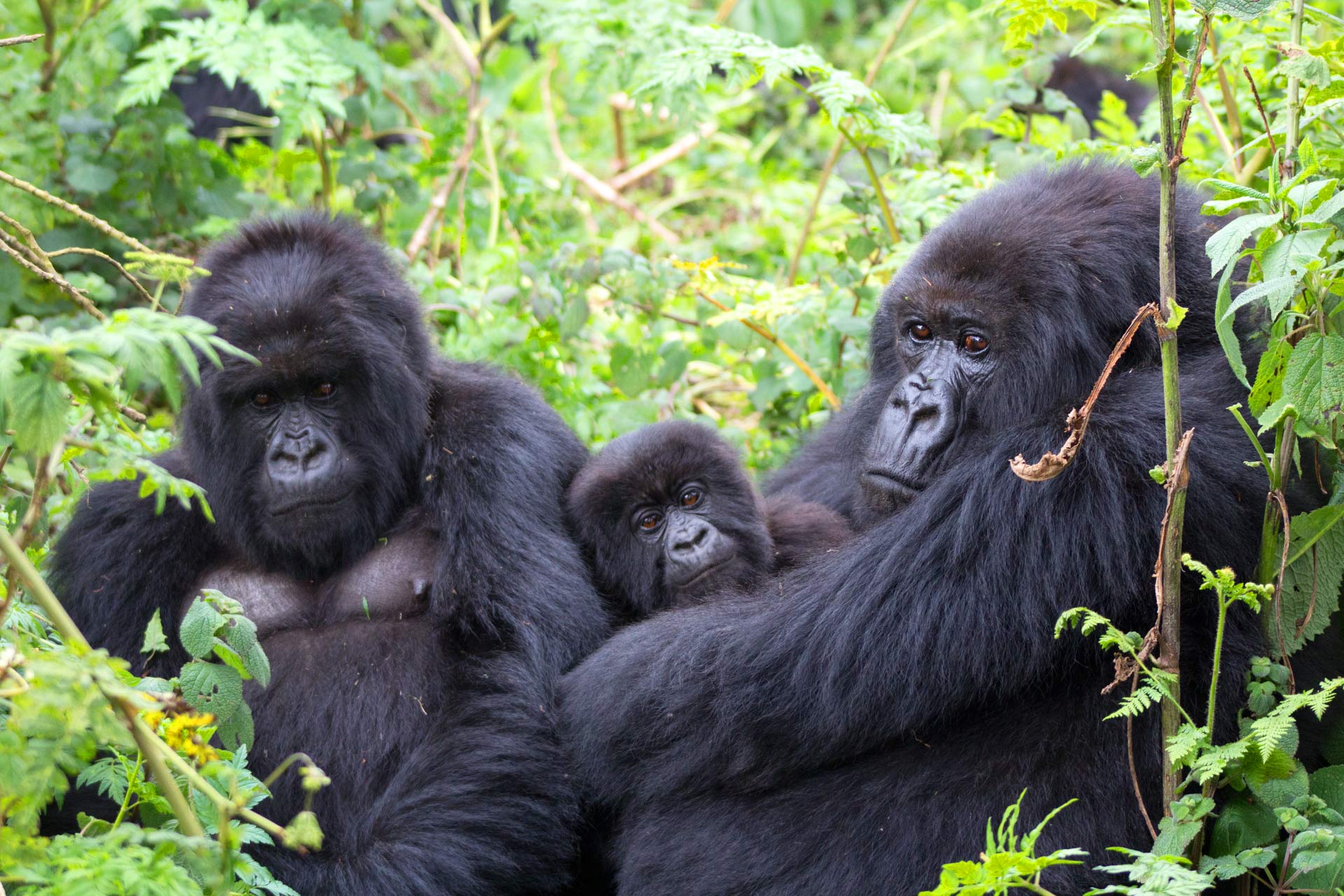 bwindi gorilla trek