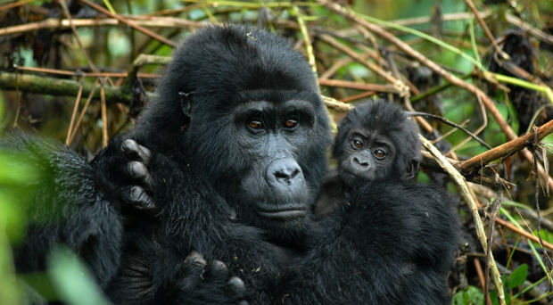 Mgahinga Gorilla national park Uganda “Where Gold meets Silver”