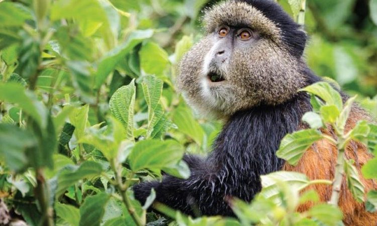 4 days Uganda Gorilla trekking & golden monkey trekking safari