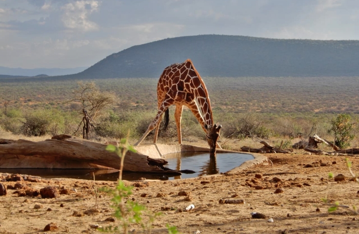 Samburu national reserve Entry Fees and Park Rules 2022