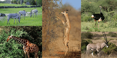 A Guide to Kenya's Samburu National Reserve