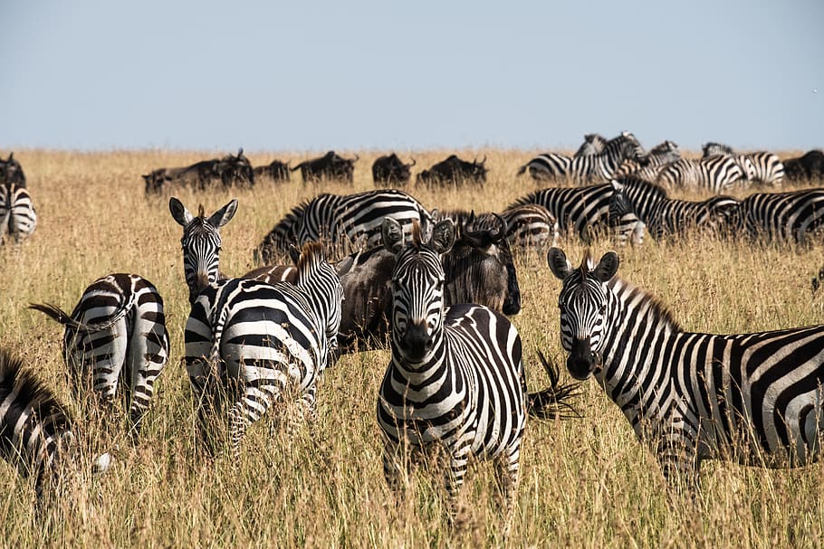 14 days wildebeest migration safari