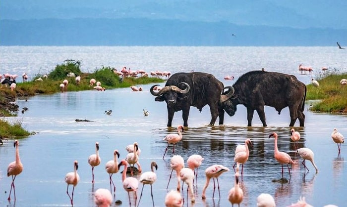 Facts About Lake Nakuru Nakuru National Park | Lake Nakuru Park