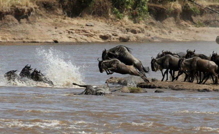  6 days Amboseli and Mara river crossing safari