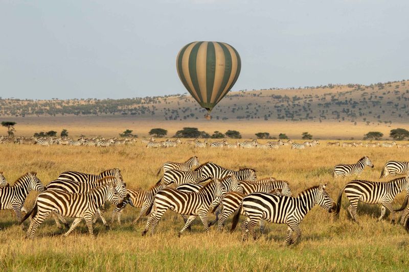 4 days Best of Serengeti safari
