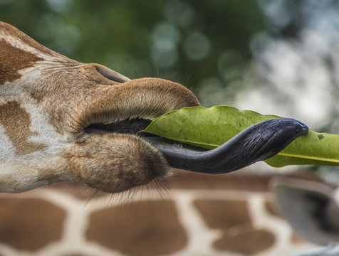 The Giraffe's Tongue