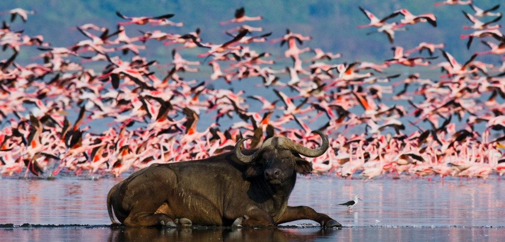 Where to see flamingos in Uganda