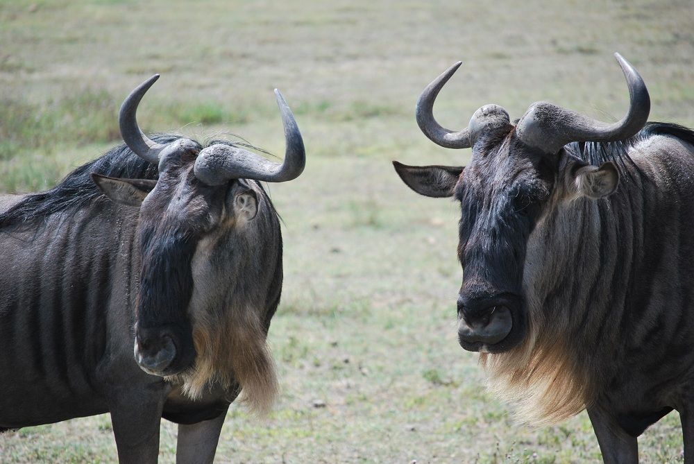 Buffalo Vs Wildebeest