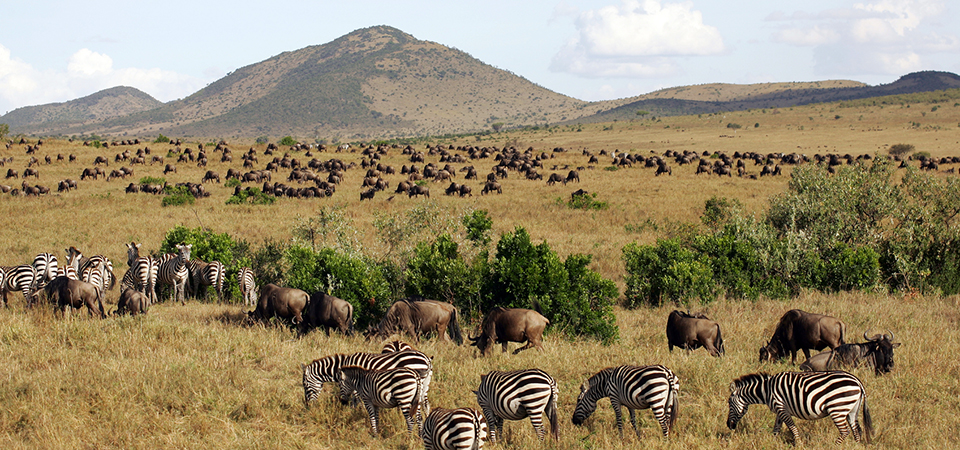 Where are the best places to take your first safari